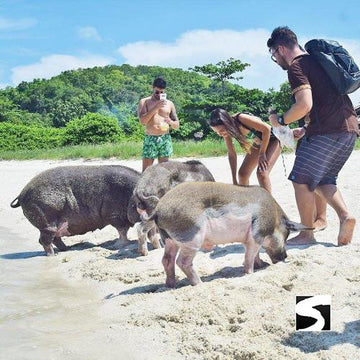 <b>23-11-25 **Hot Deal 30%**</b></br> Pig Island VIP Longtail Boat